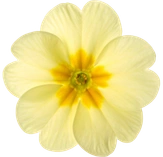 Yellow flower